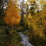 A stream running through a forest filled with trees in the fall
