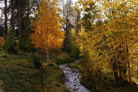 A stream running through a forest filled with trees in the fall