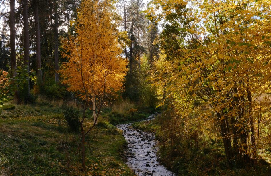 A stream running through a forest filled with trees in the fall